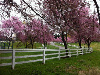 Cherry blossom tree inside the white fence